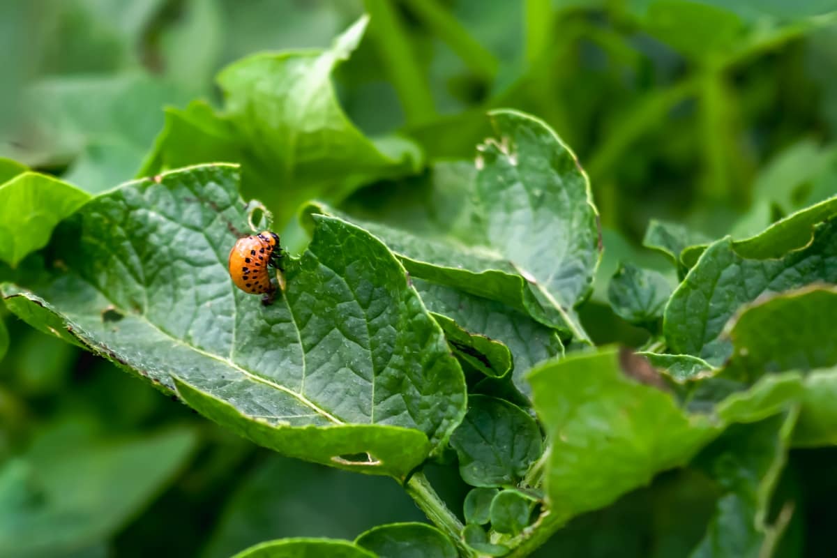 10 Best Plant Disease Management Methods