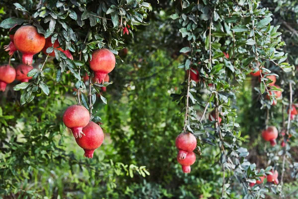 10 Reasons Why Pomegranate Tree is Not Blooming and Fruiting