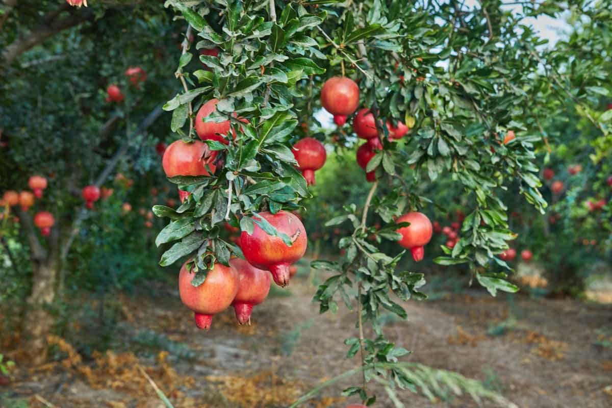 Plantation of Pomegranate Trees
