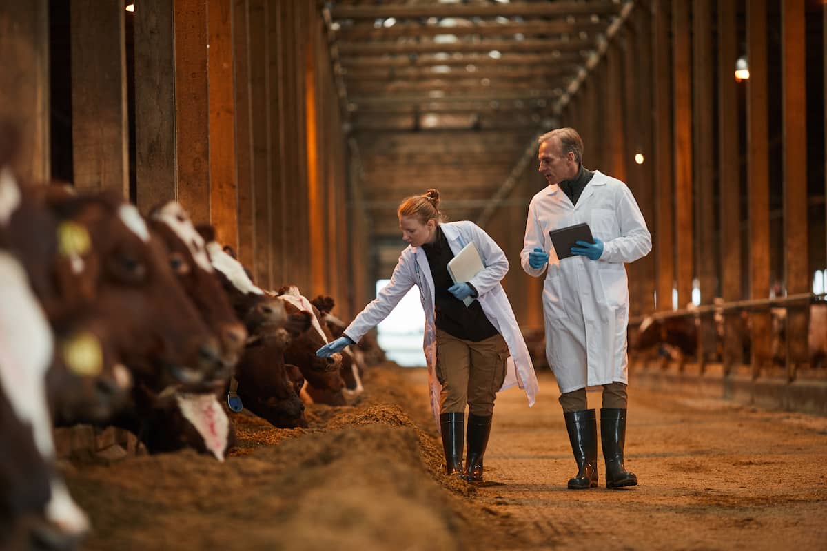 Veterinarians Inspecting Cows at Farm