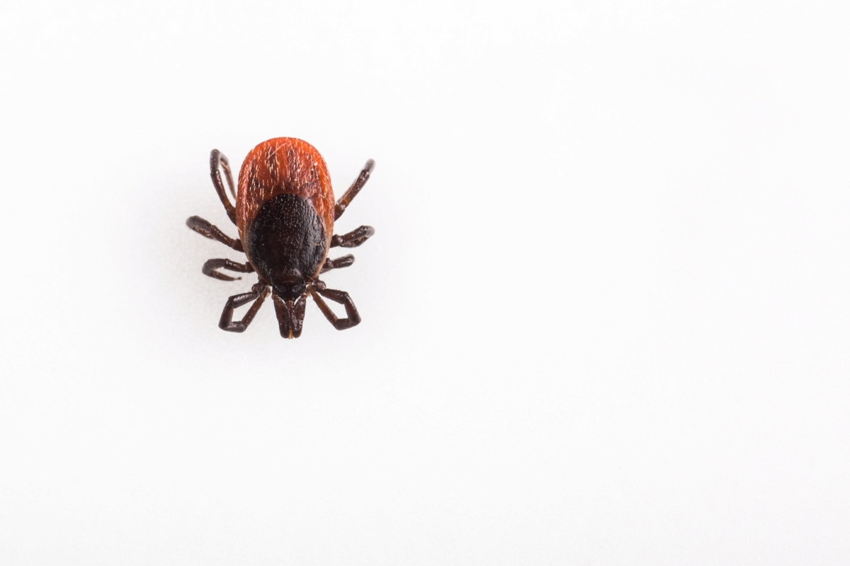 Acaricide Insecticides For Tick Control

