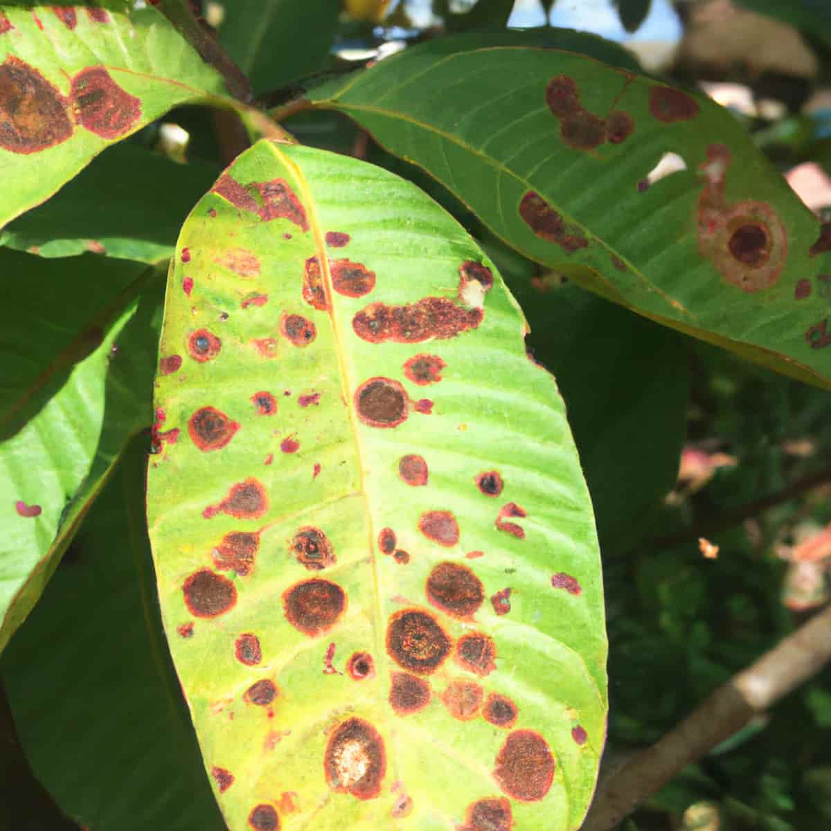 Algal Leaf Spot Disease Management in Guava