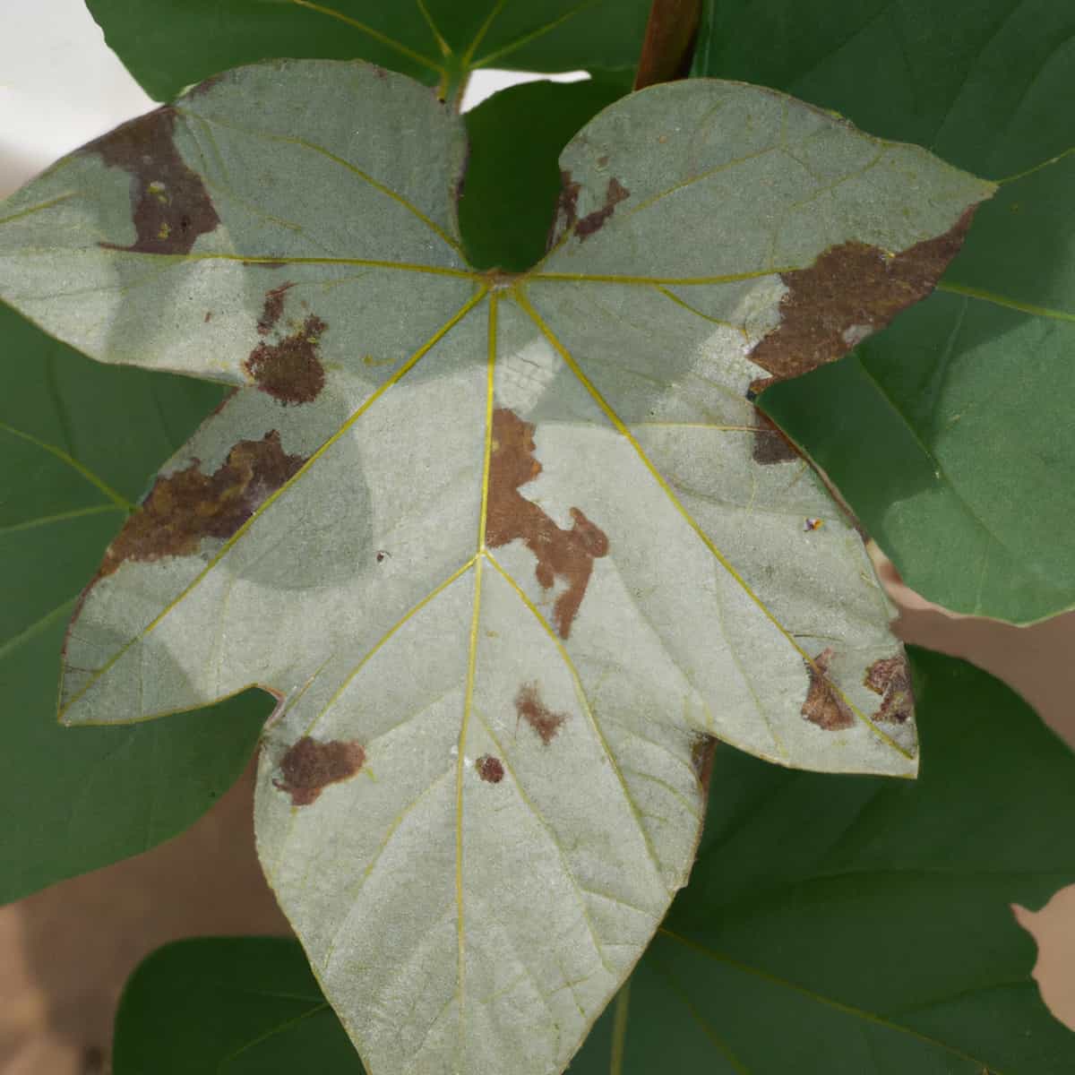 Alterneria leaf blight Management in Cotton
