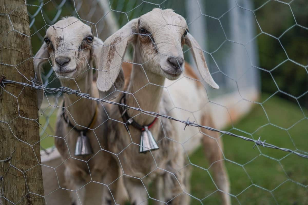 Anthrax Management in Goats