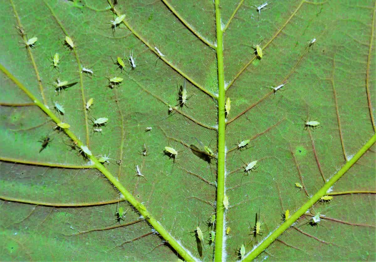 Aphid management in cotton