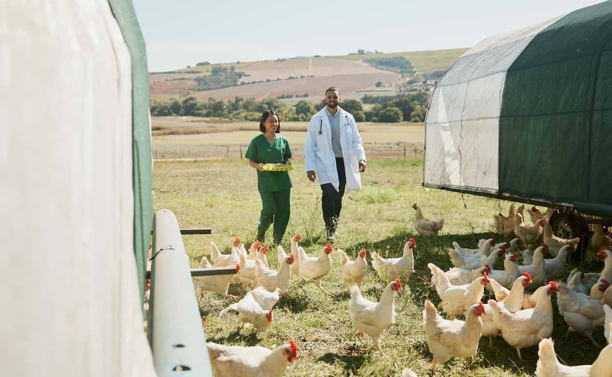Outdoor Chicken Farming