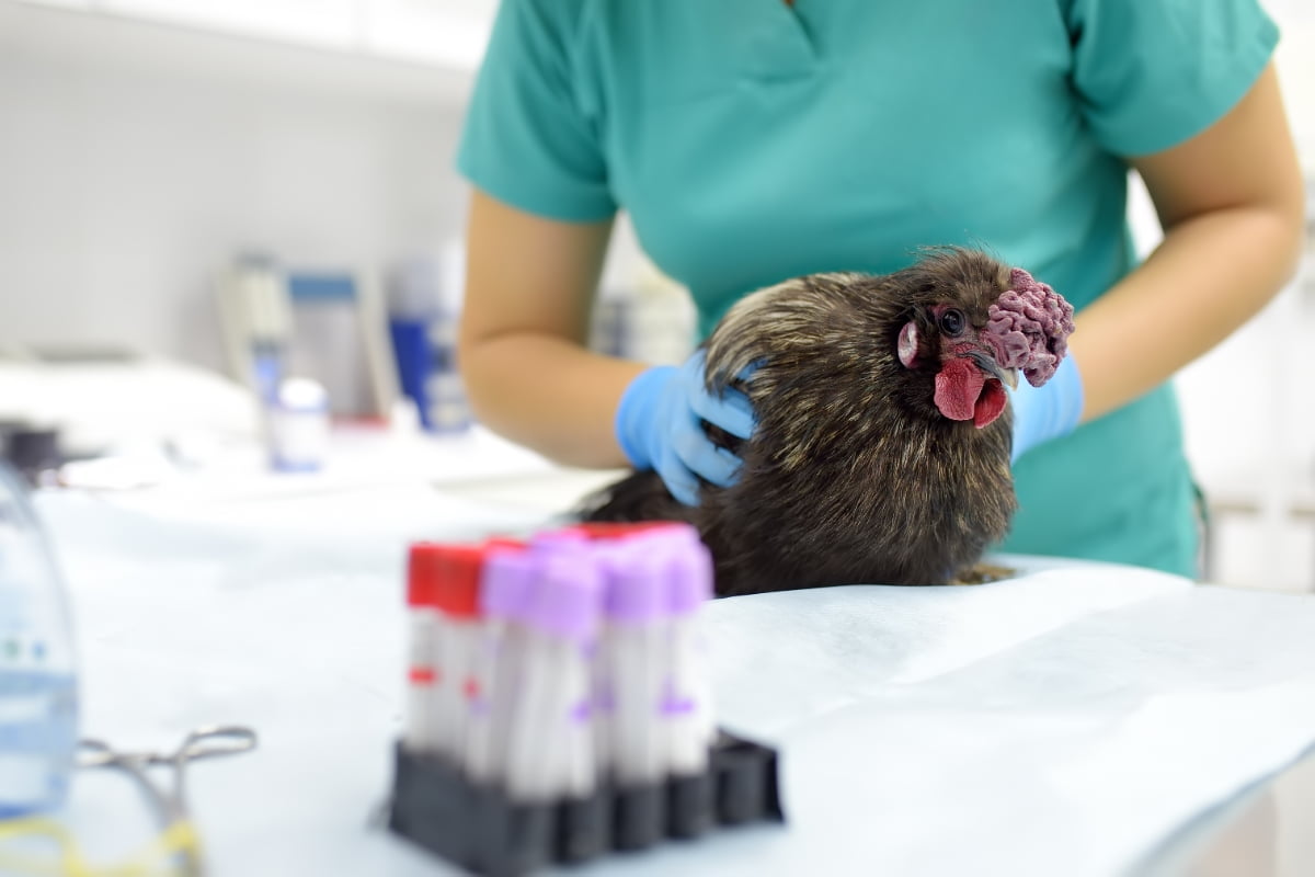 Vet Doctor Checkup Chicken in Clinic