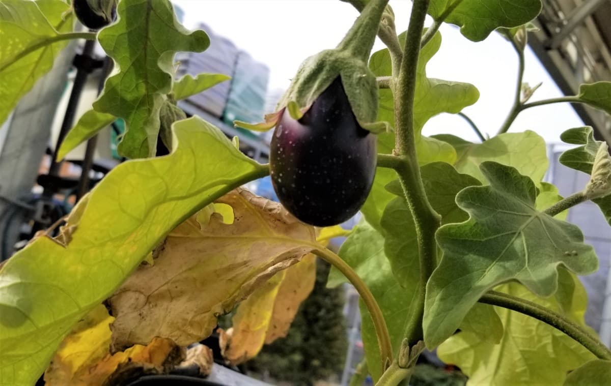 Bacterial Wilt Management in Eggplant (Brinjal)
