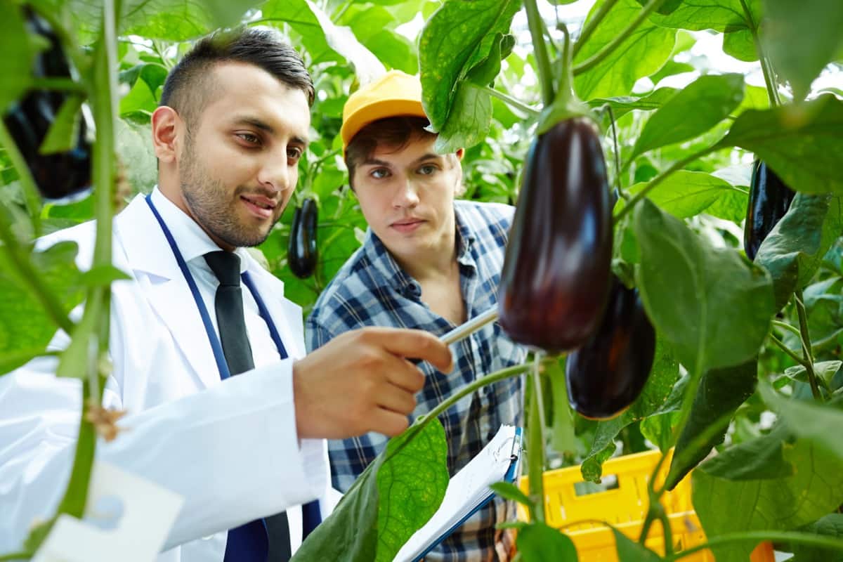 Eggplant (Brinjal) Disease Management