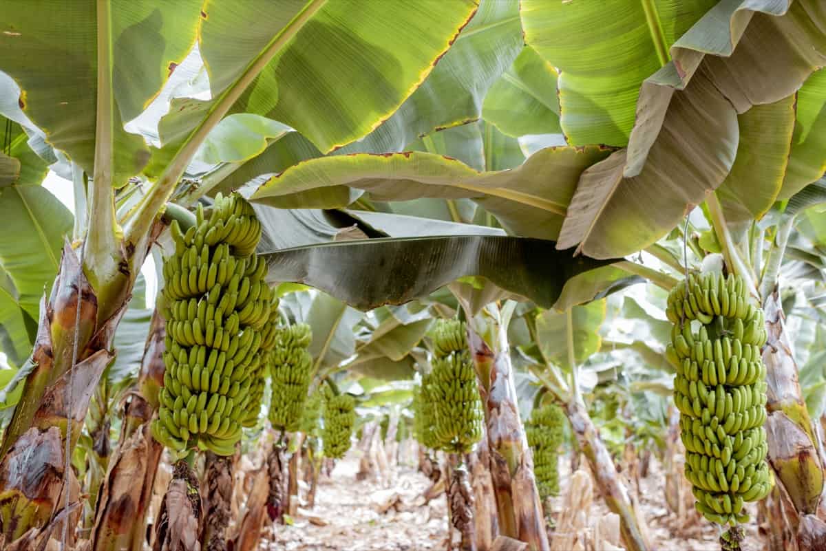 Banana Cultivation