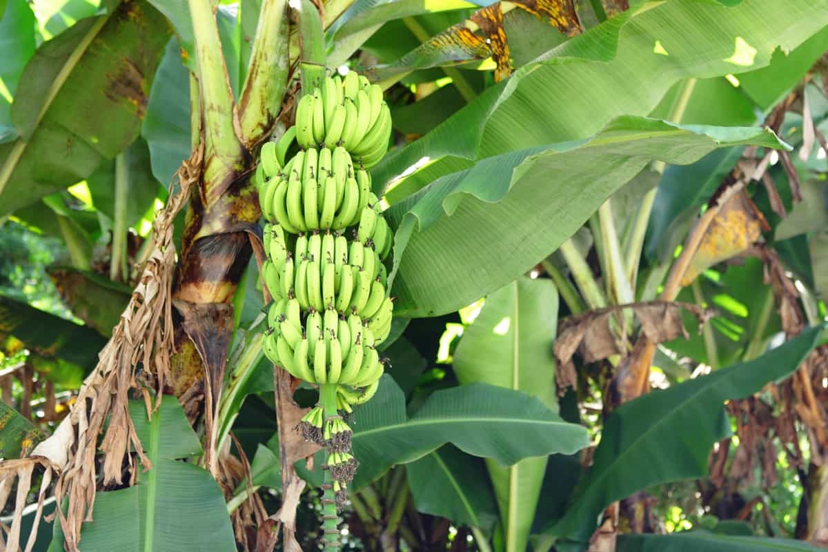 Banana Choke Throat and Chilling Injury Disorders Management2