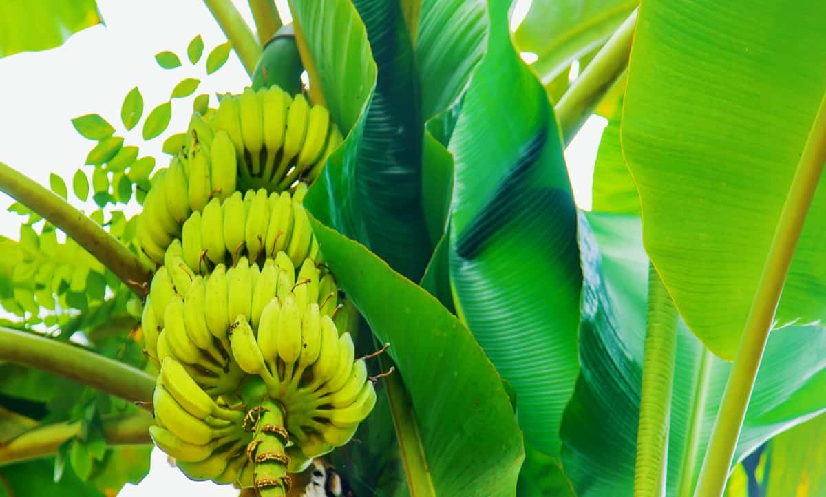 Banana Leaf Feeder Pest Management