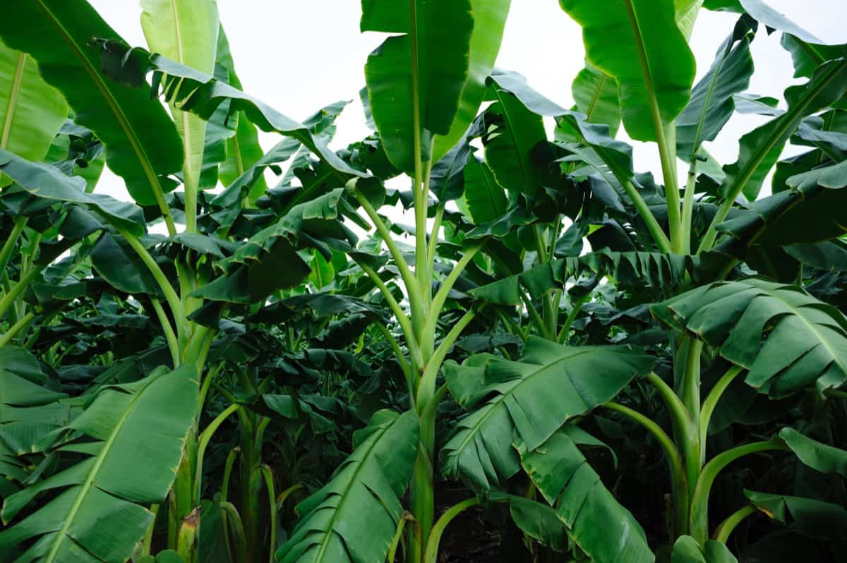 Banana Cultivation