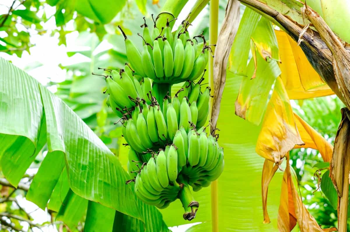 Banana Panama Wilt Disease Management