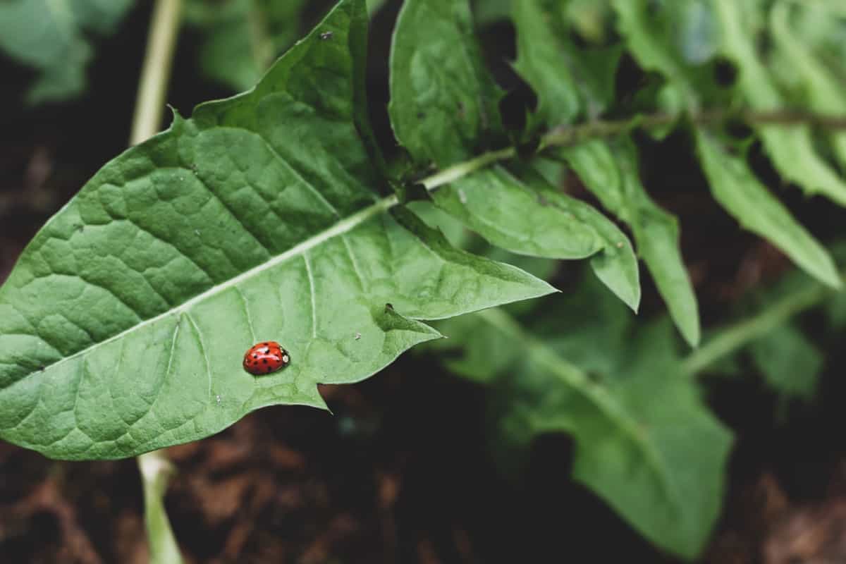 Beneficial Insects in Pest Management