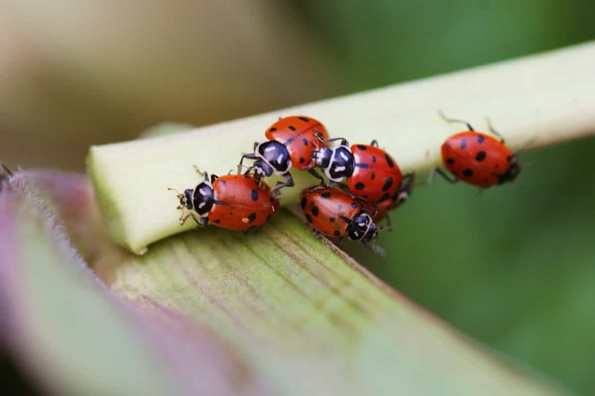 Group of ladybugs on a flower stem