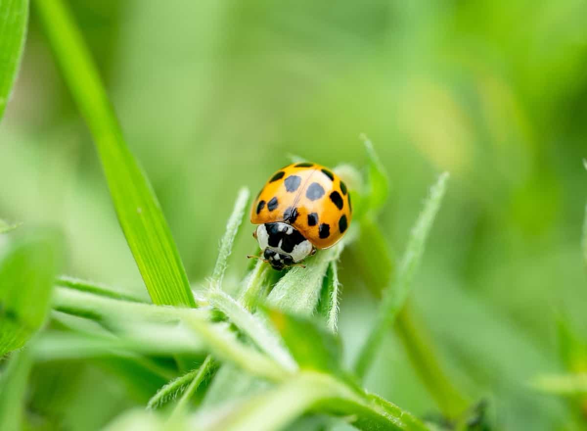 yellow ladybug in the garden