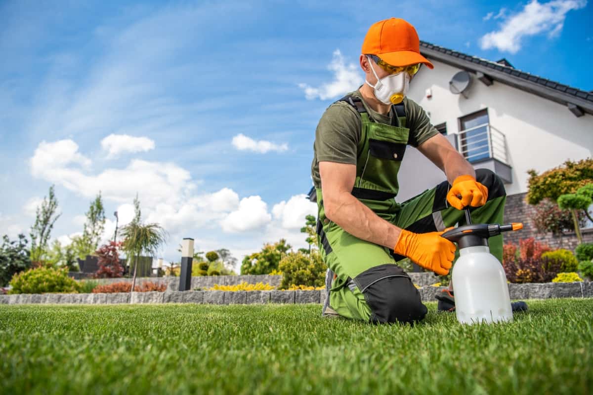 Best Fungicide for Lawns