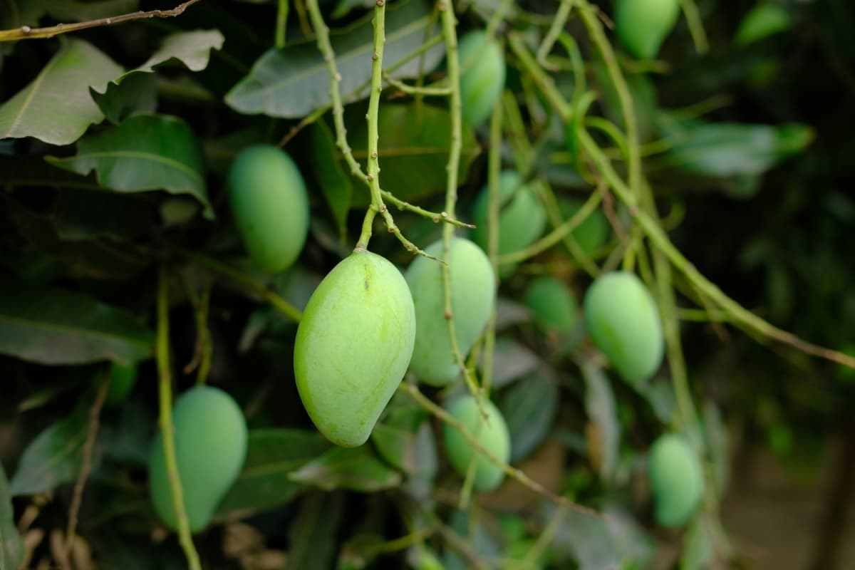 Best Fungicide for Mango Tree