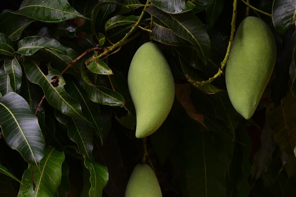 Green Mangoes Hanging on The Tree