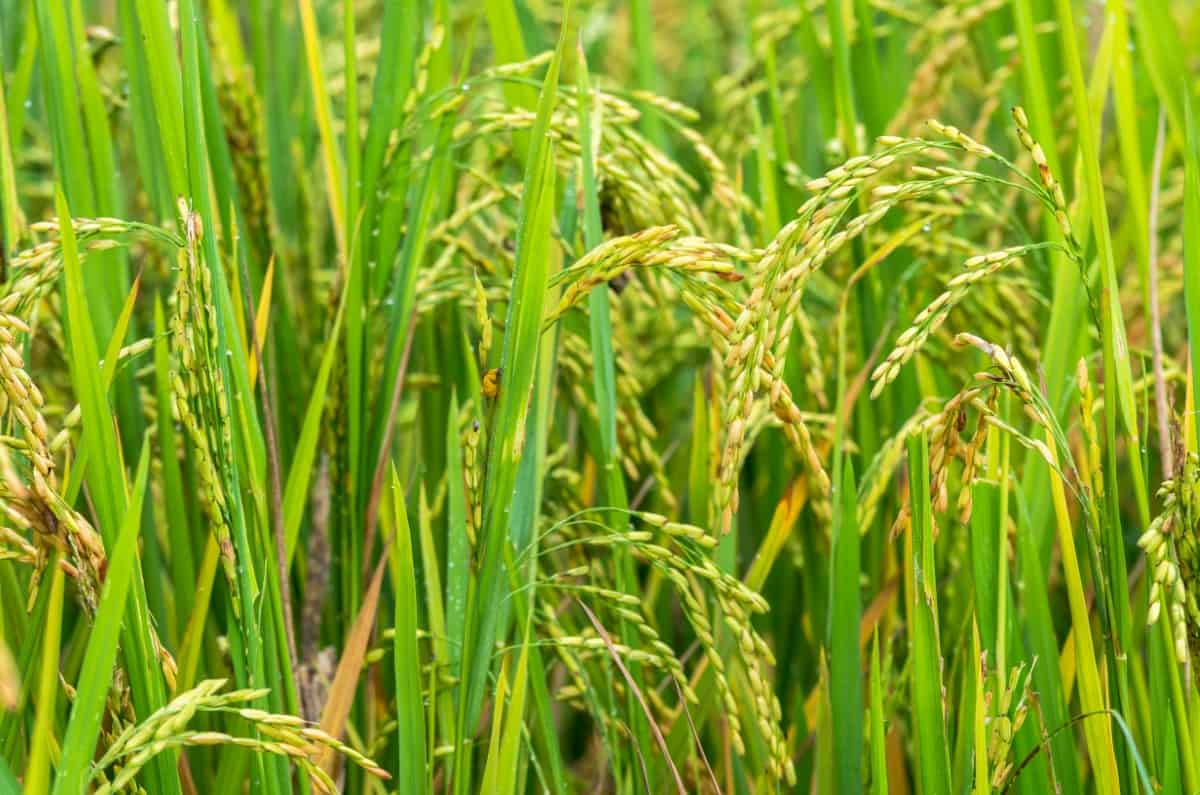 Best Fungicide for Rice Sheath Blight
