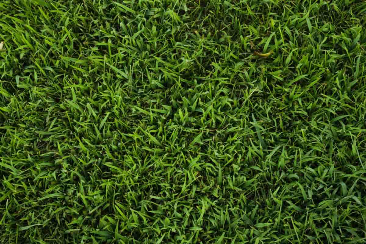 Best Fungicide for St. Augustine grass