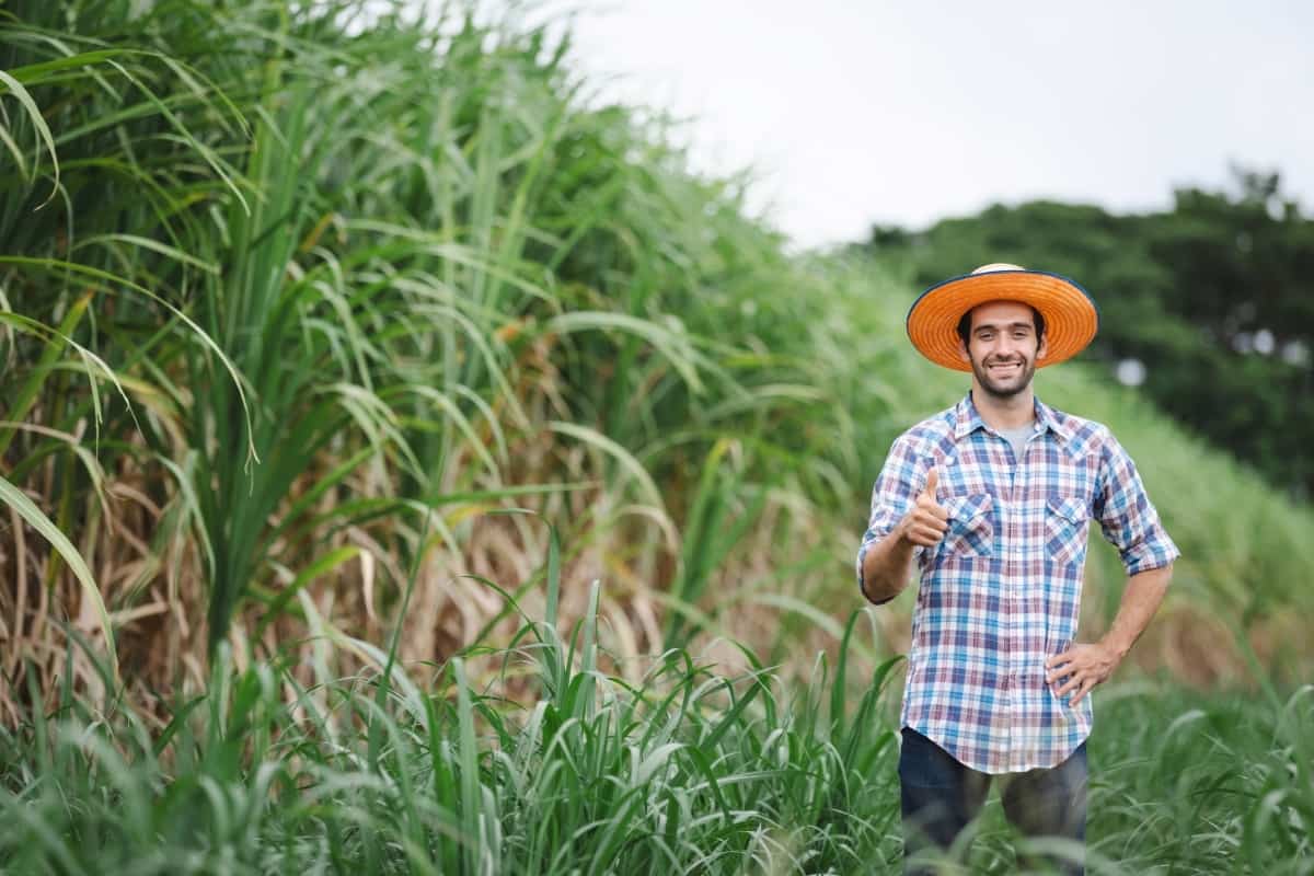Best Fungicide for Sugarcane
