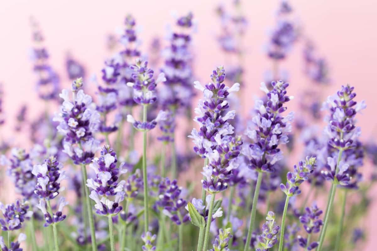 Best Plants That Keep Pests Away:Lavender Flowers
