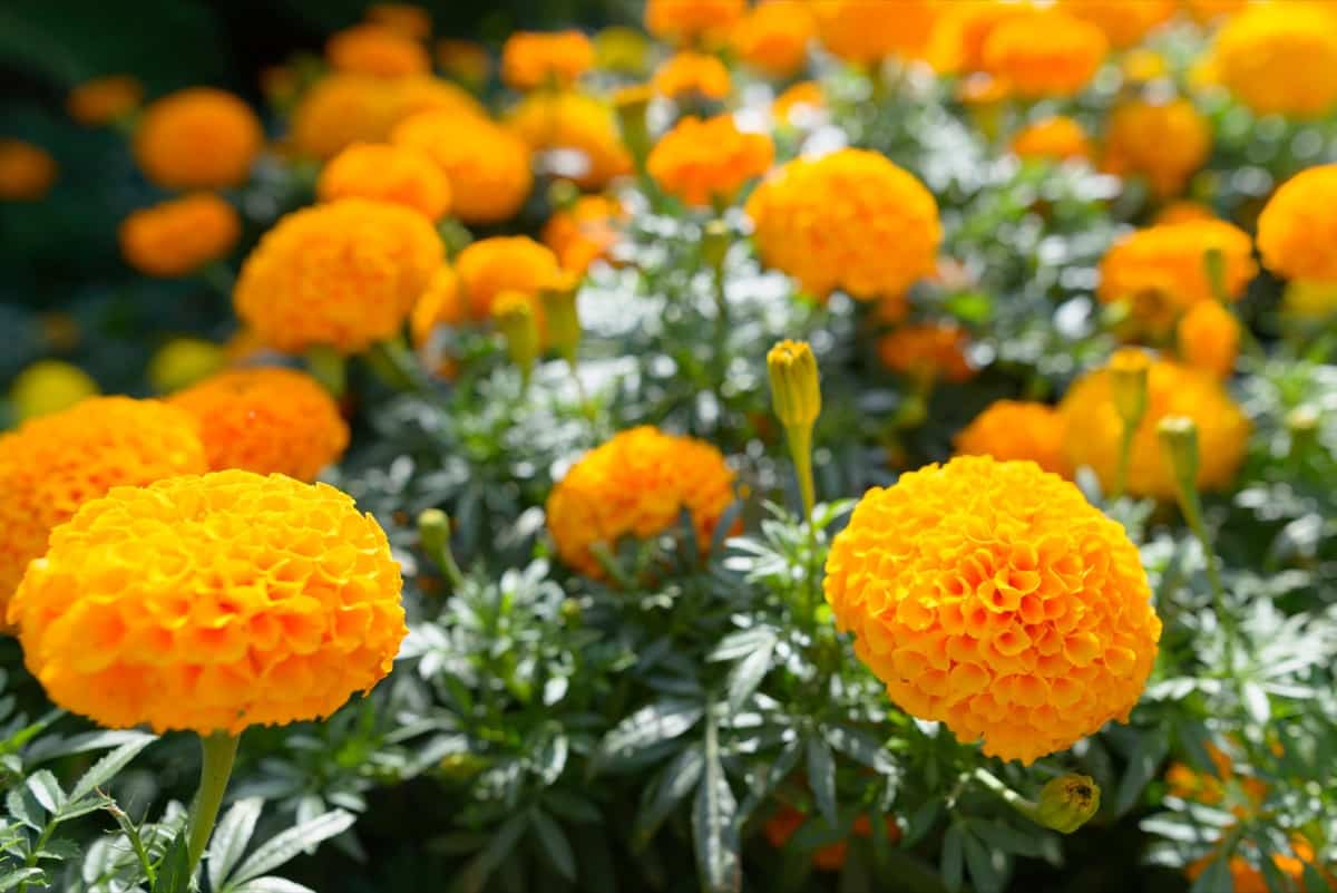 Marigold Gardening