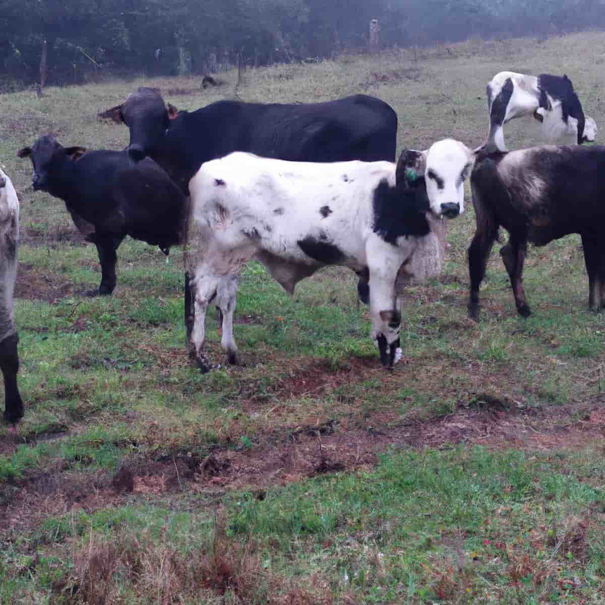 Black quarter Disease Management in Cattle