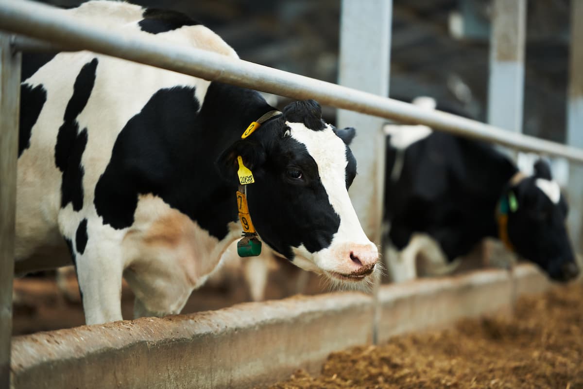 Bovine Ephemeral Fever Management in Cattle
