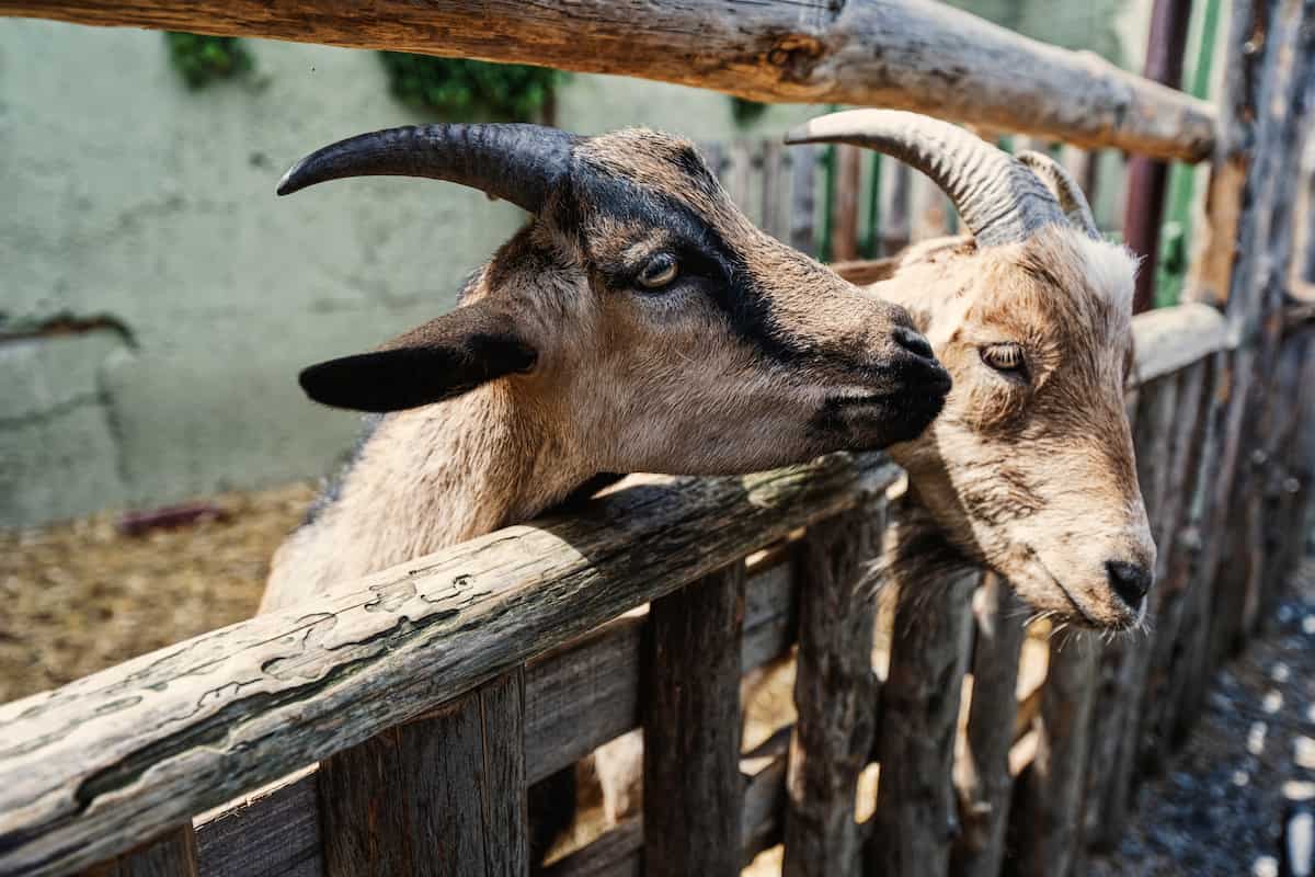 Goats in Wooden Fence