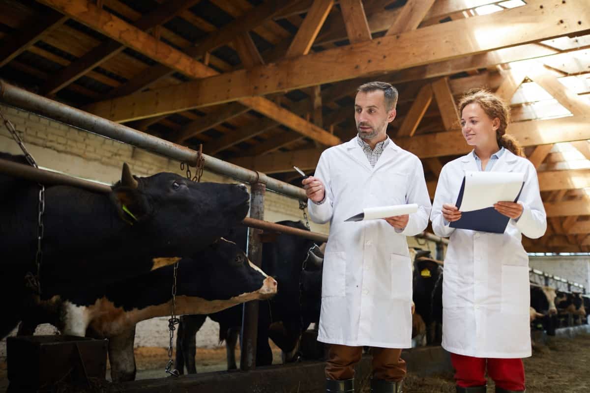 Buffalo Farm Inspection