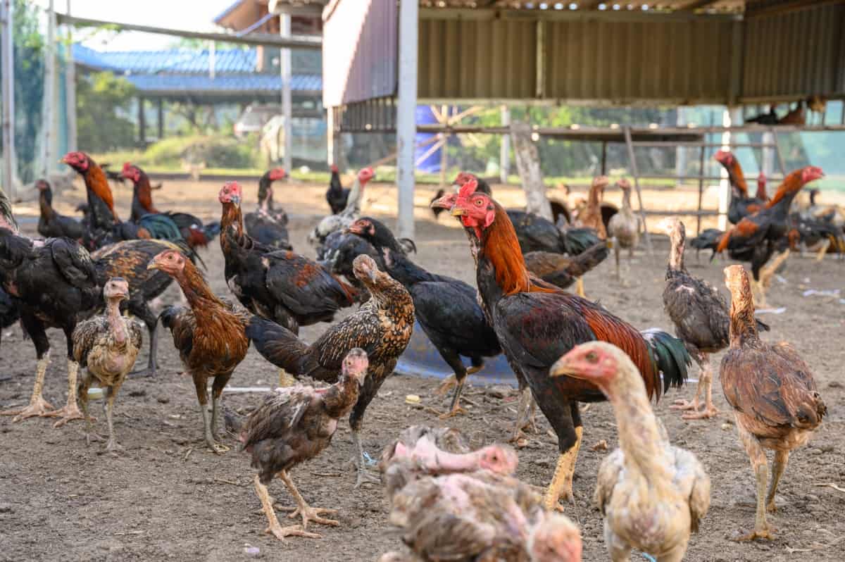 Flock of Rooster chickens raised in stall