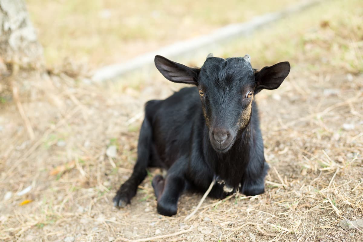 Caseous Lymphadenitis Management in Goats