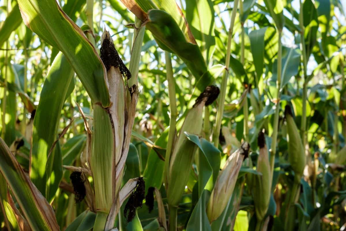 Charcoal Rot Disease Management in Maize