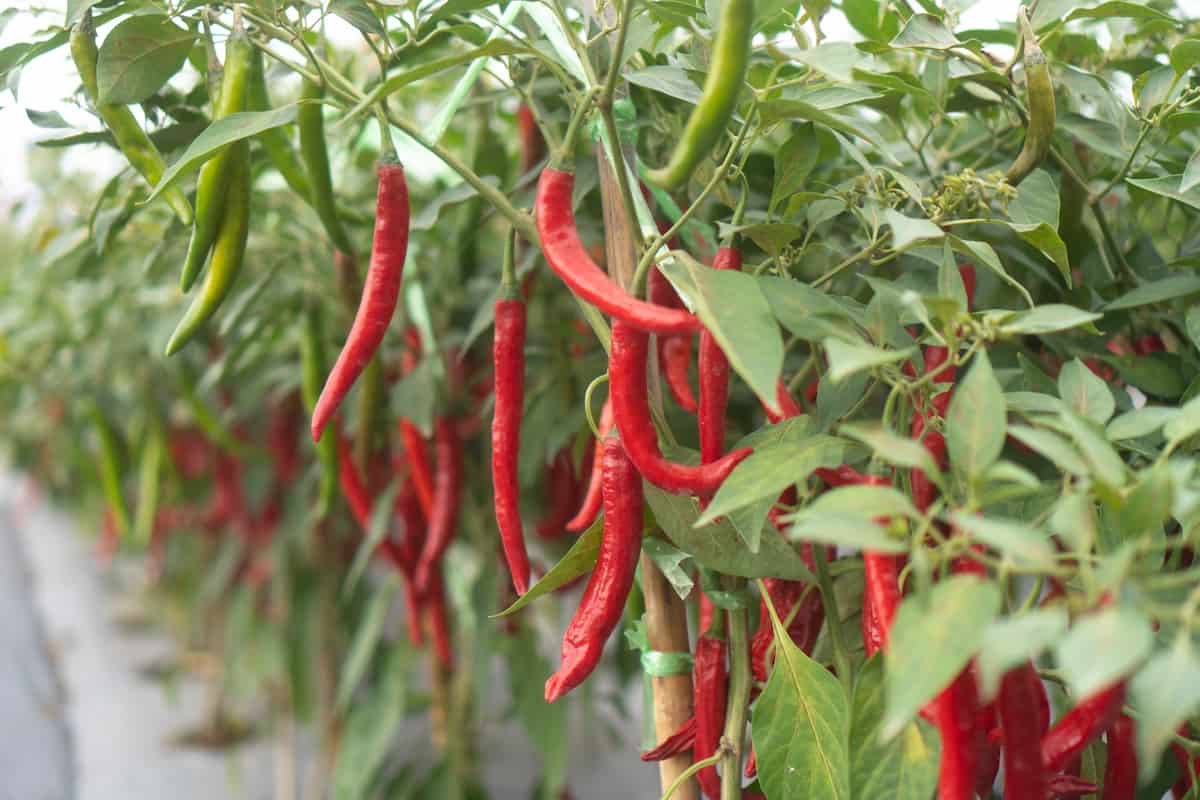 Chili Plants in Modern Greenhouses