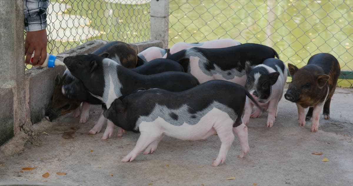Classical Swine Fever Management in Swine