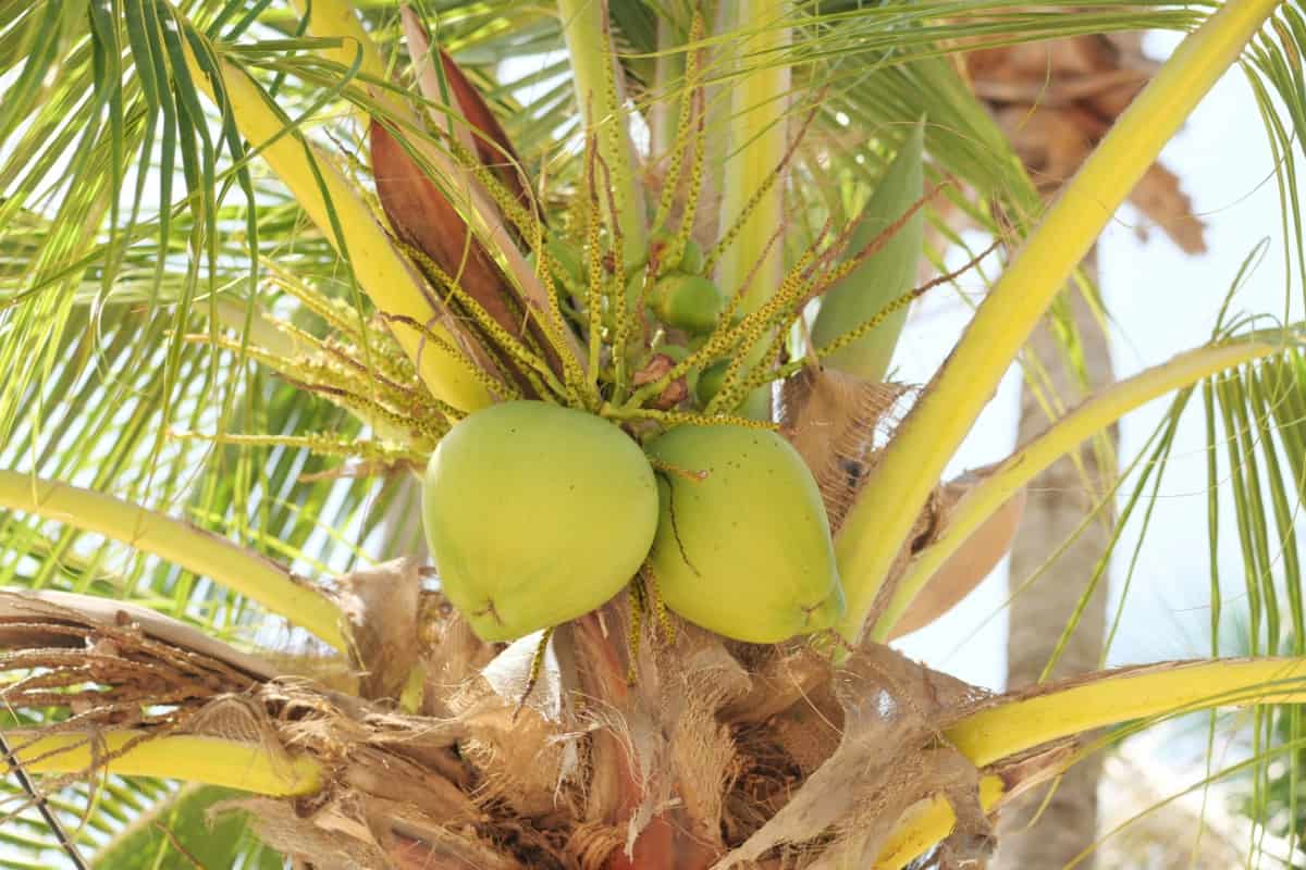 Young Coconuts Hanging on The Tree