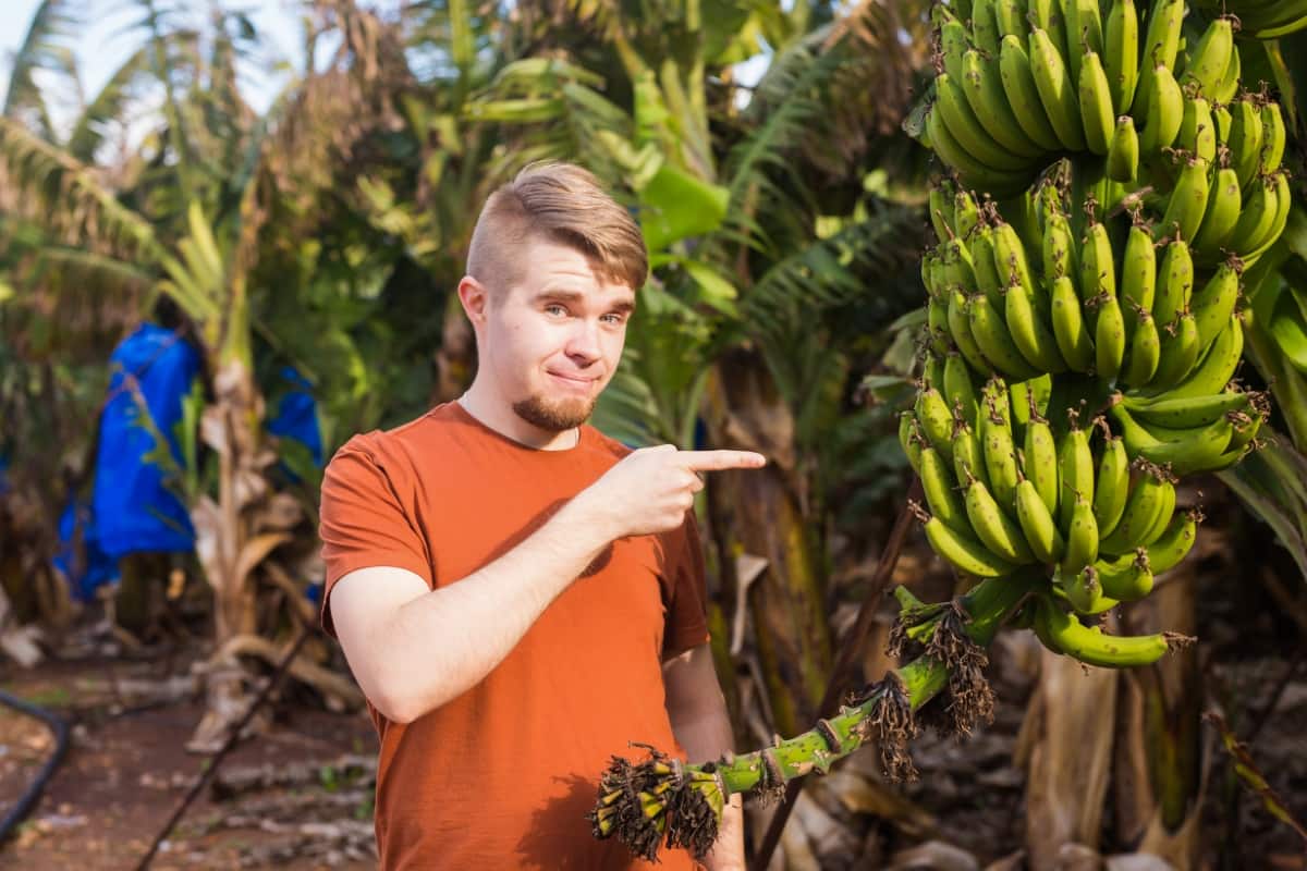 Common Banana Damaging Pests
