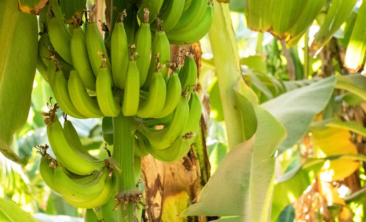 Plantation of Green Bananas