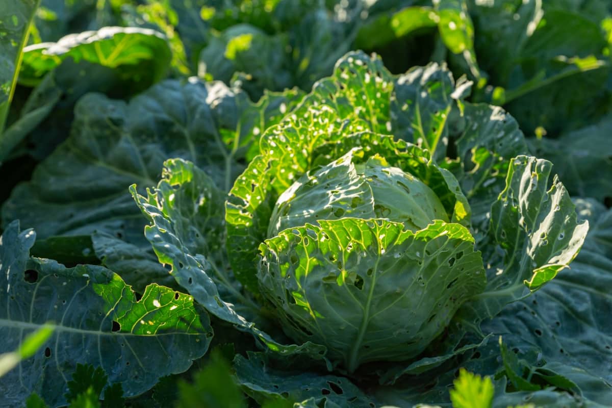 Cabbage Leaves Eaten by Pests