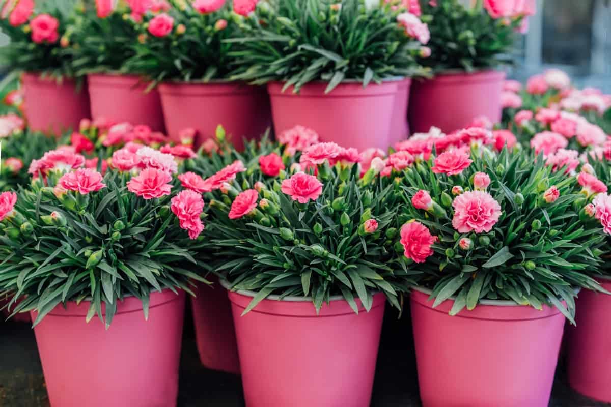 Common Carnation Plant Damaging Diseases2