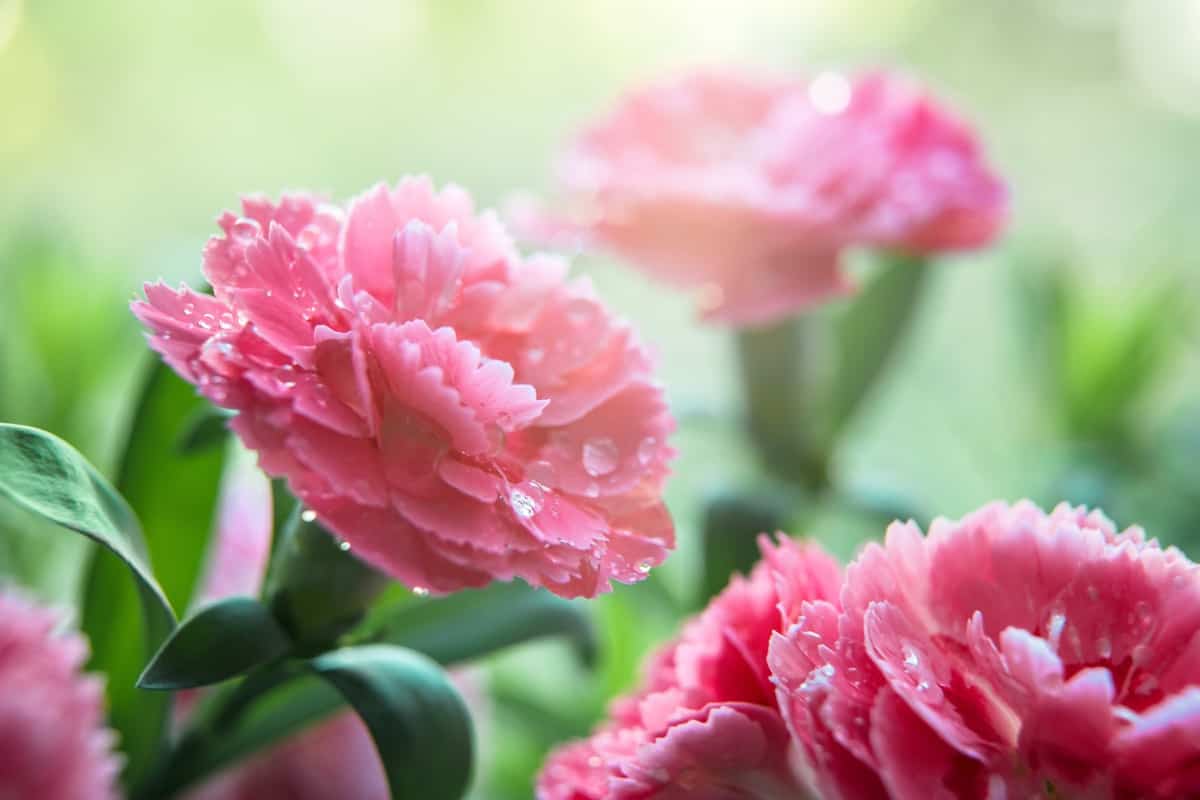 Common Carnation Plant Damaging Pests
