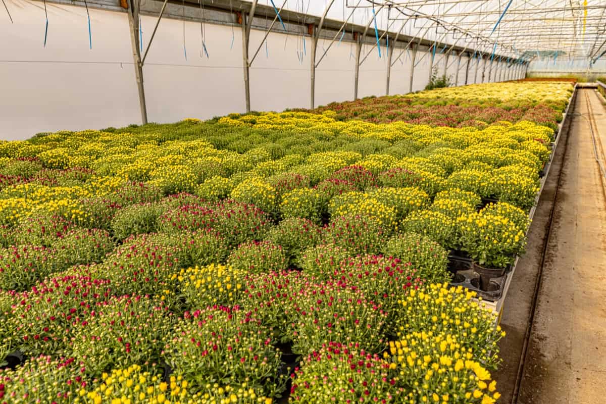 Common Chrysanthemum Plant Damaging Pests