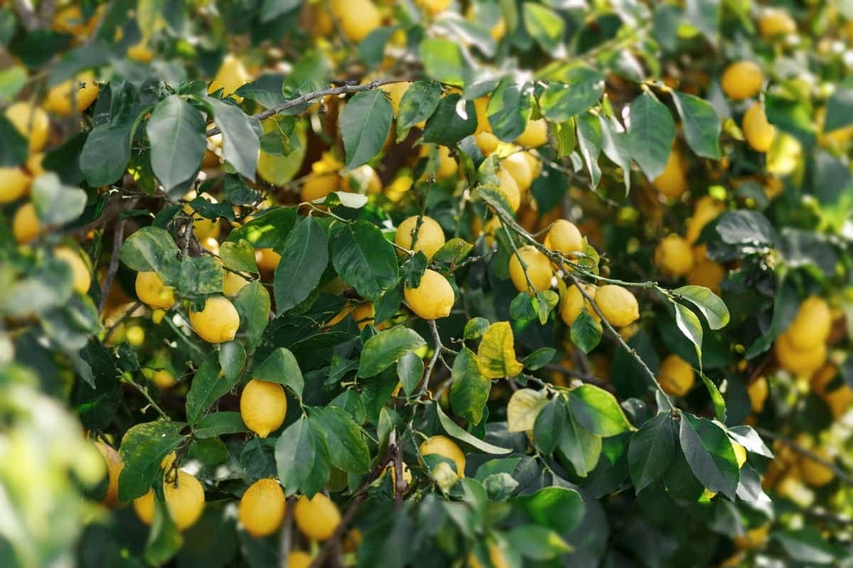 Common Citrus Damaging Pests3