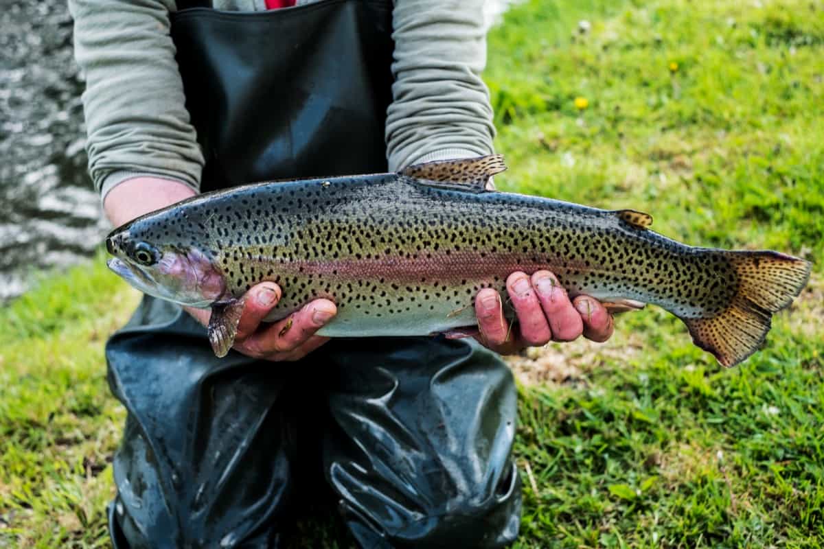 freshly caught trout at a fish farm raising trout.