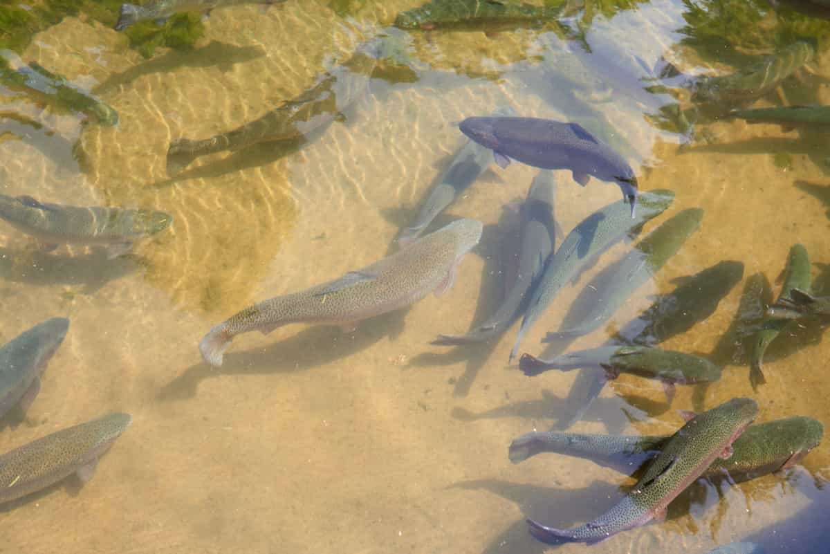 trout fish in an artificial pond
