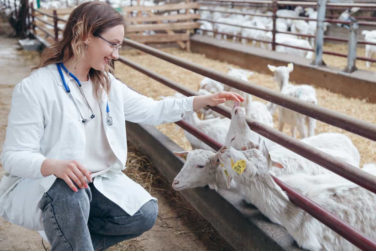 Common Health Problems in Goats: How to Prevent and Treat Them