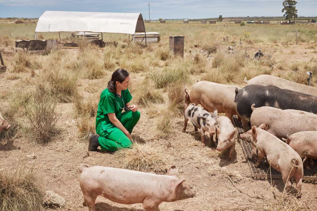 veterinarian on a farm with pigs
